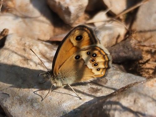Lleonada de garrriga (Coenonympha dorus)