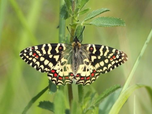 Arlequí (Zerynthia rumina)