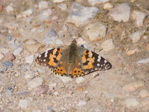 Migradora dels cards (Vanessa cardui)