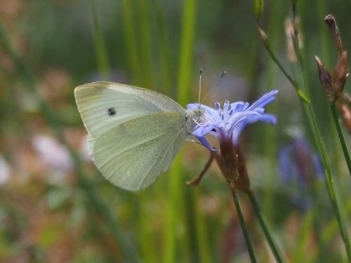 Blanqueta de la col (Pieris rapae)