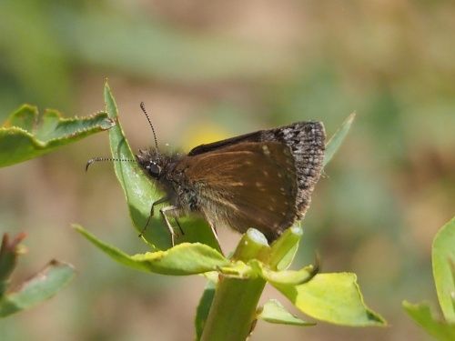 Fúria (Erynnis tages)