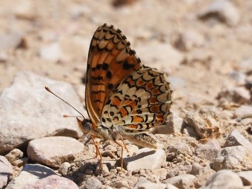 Damer de la centàurea (Melitaea phoebe)