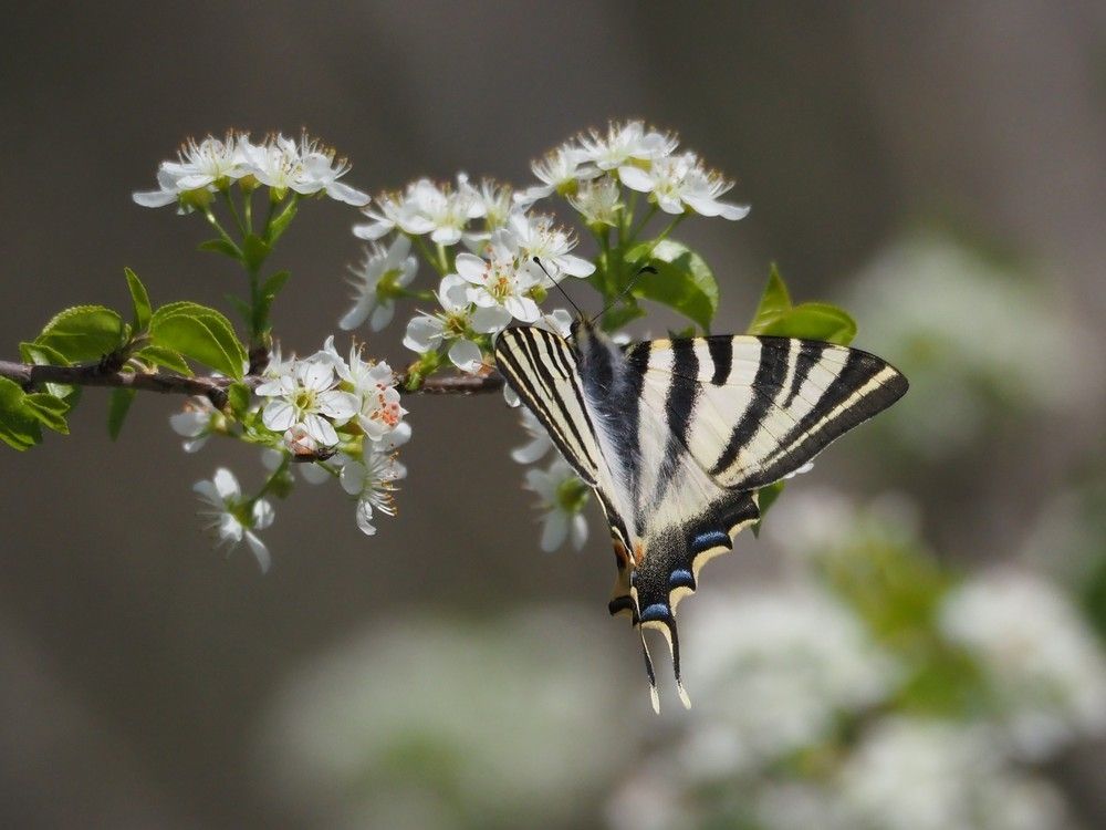 Papallona zebrada (Iphiclides feisthamelii)