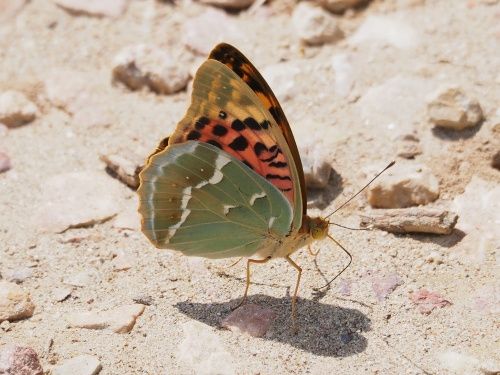 Pandora (Argynnis pandora)