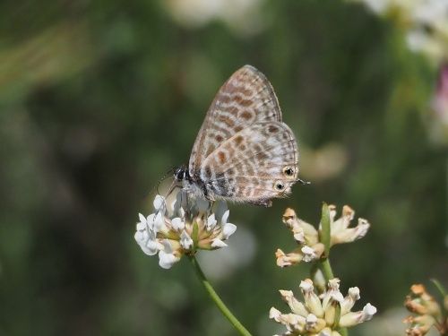 Blaveta estriada (Leptotes pirithous)