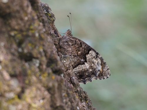 Faune gran (Hipparchia fagi)