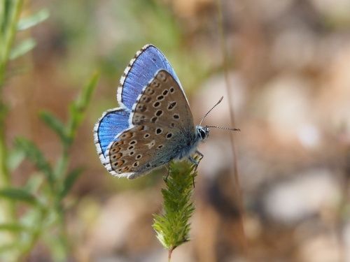 Blaveta lluent (Polyommatus bellargus)