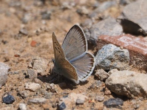 Blaveta nívia (Polyommatus nivescens)