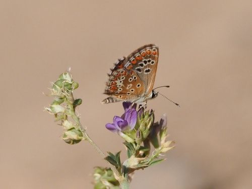 Moreneta meridional (Aricia cramera)