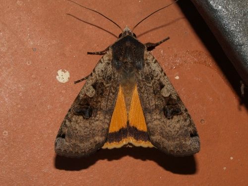 Noctua pronuba