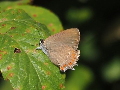 Marroneta de l’alzina (Satyrium esculi)