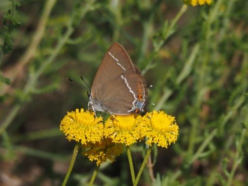 Marroneta de la taca blava (Satyrium spini)