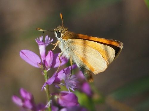 Daurat de punta taronja (Thymelicus sylvestris)