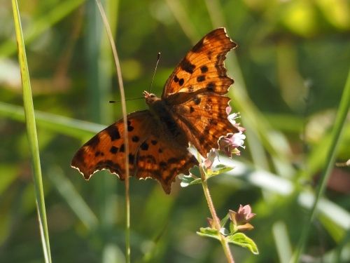 Papallona de la c blanca (Polygonia c-album)