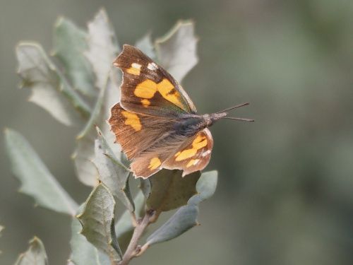 Papallona del lledoner (Libythea celtis)