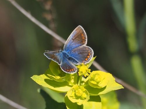 Blaveta comuna (Polyommatus icarus) femella
