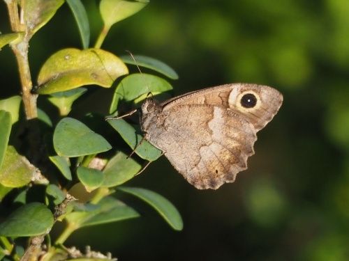 Faune bru (Hipparchia statilinus)