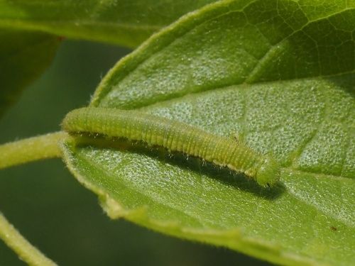 Eruga de la papallona del lledoner (Libythea celtis) sobre lledoner (Celtis australis)