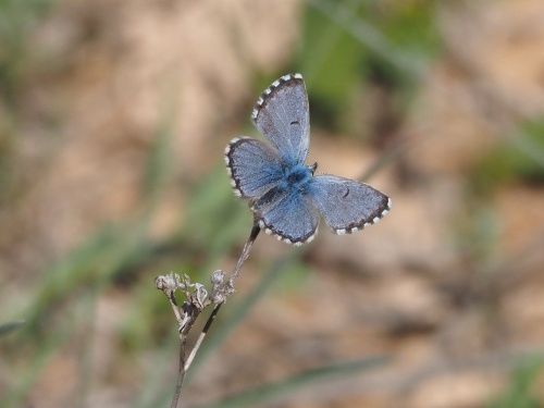 Blaveta de la farigola (Pseudophilotes panoptes)