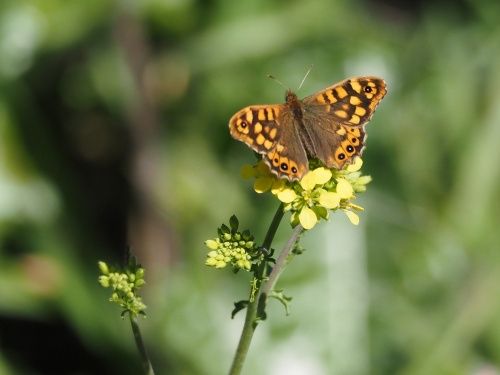 Bruna de bosc (Pararge aegeria)