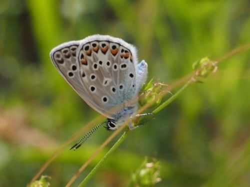 Blaveta de l’astràgal (Polyommatus escheri)