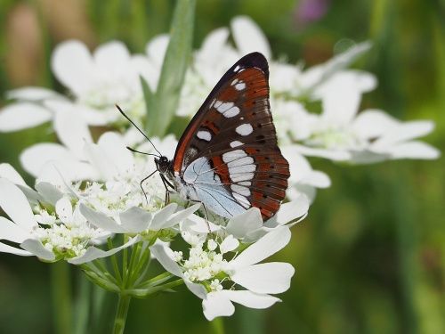 Nimfa mediterrània (Limenitis reducta)