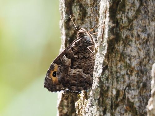 Faune lleonat (Hipparchia semele)