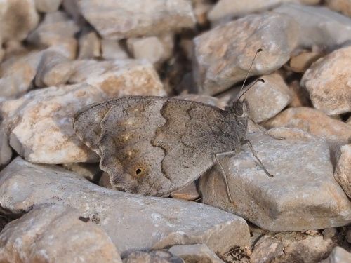 Faune bru (Hipparchia statilinus)