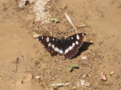 Nimfa mediterrània (Limenitis reducta)
