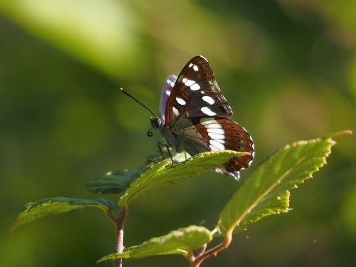 Nimfa mediterrània (Limenitis reducta)