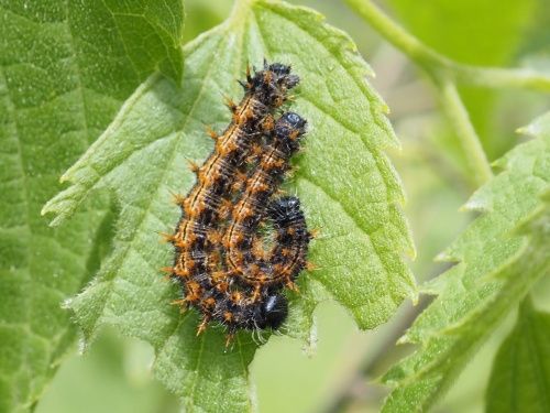 Erugues de la nimfa dorment (Nymphalis polychloros) sobre lledoner (Celtis australis)