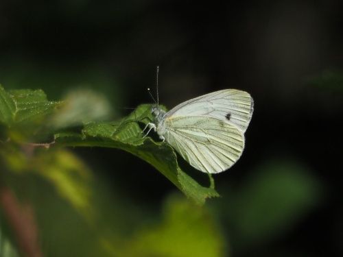 Blanqueta perfumada (Pieris napi)