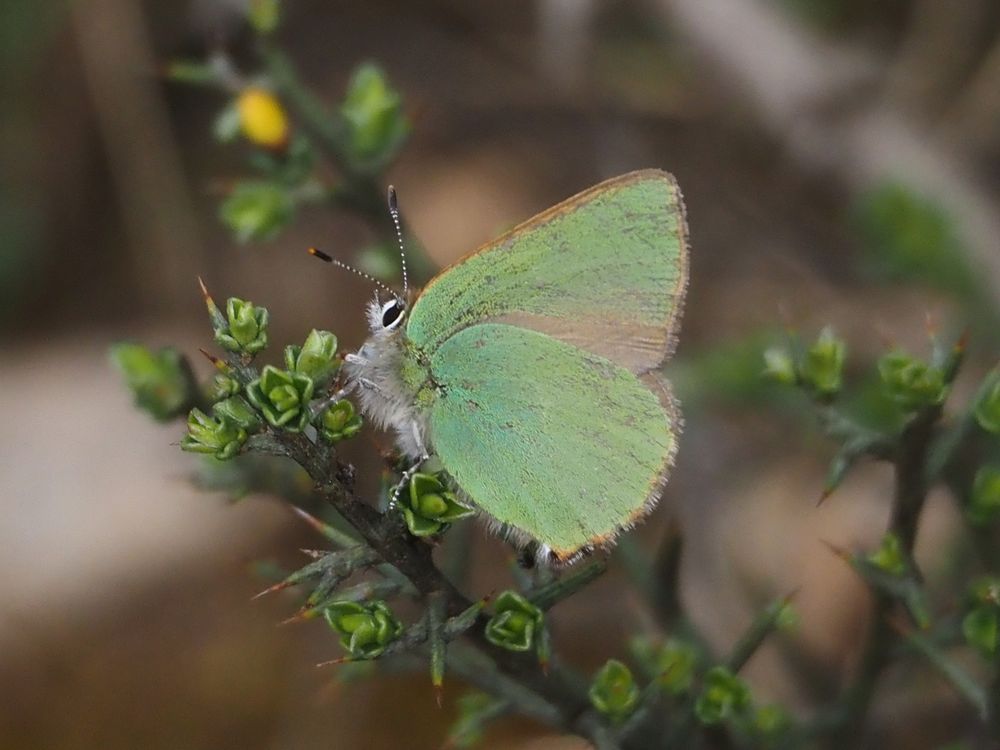 Verdeta d'ull blanc (Callophrys rubi)