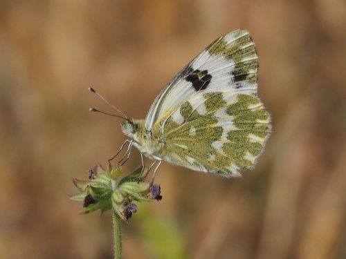 Pòntia comuna (Pontia daplidice)