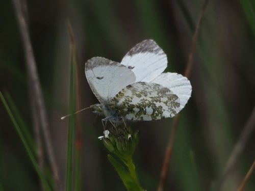 Aurora (Anthocharis cardamines) ♀