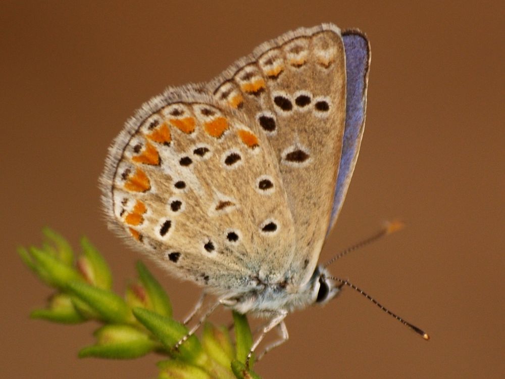 Blaveta de la trepadella (Polyommatus thersites)