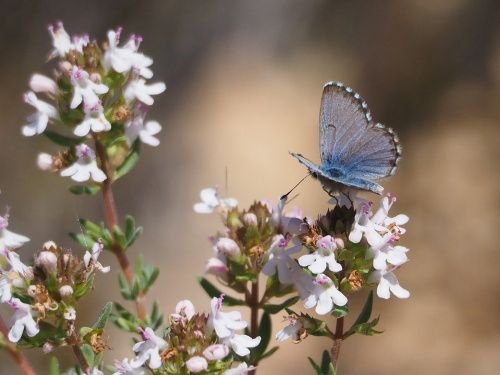 Blaveta de la farigola (Pseudophilotes panoptes)