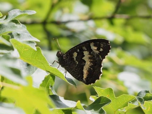 Bruixa (Brintesia circe)