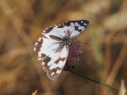 Escac ibèric (Melanargia lachesis)