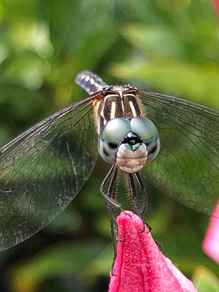 Dragonfly mugshot 