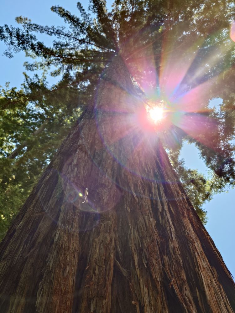 A big old tall redwood, looking up from the base with the sun shining through 
