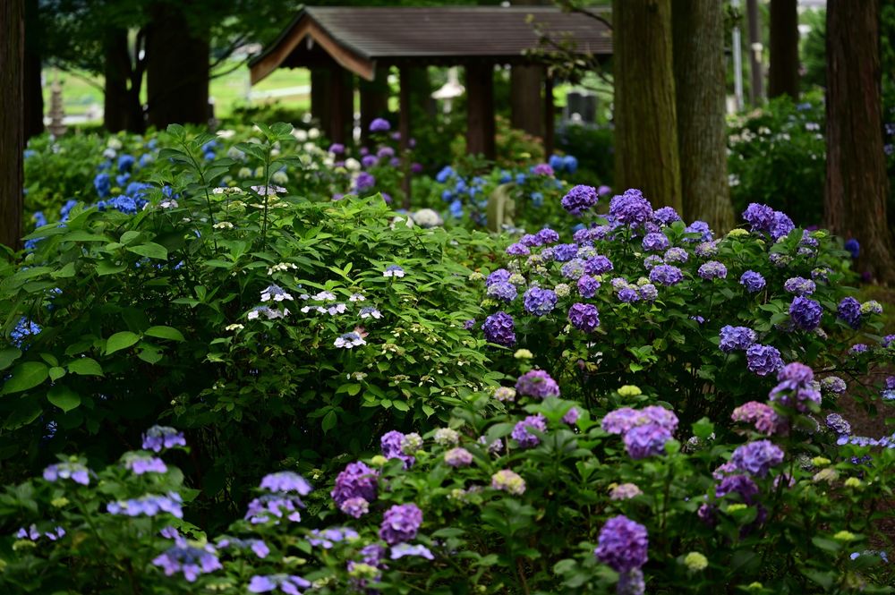 写真では紫色や青色の紫陽花が咲いている(2021.07撮影)