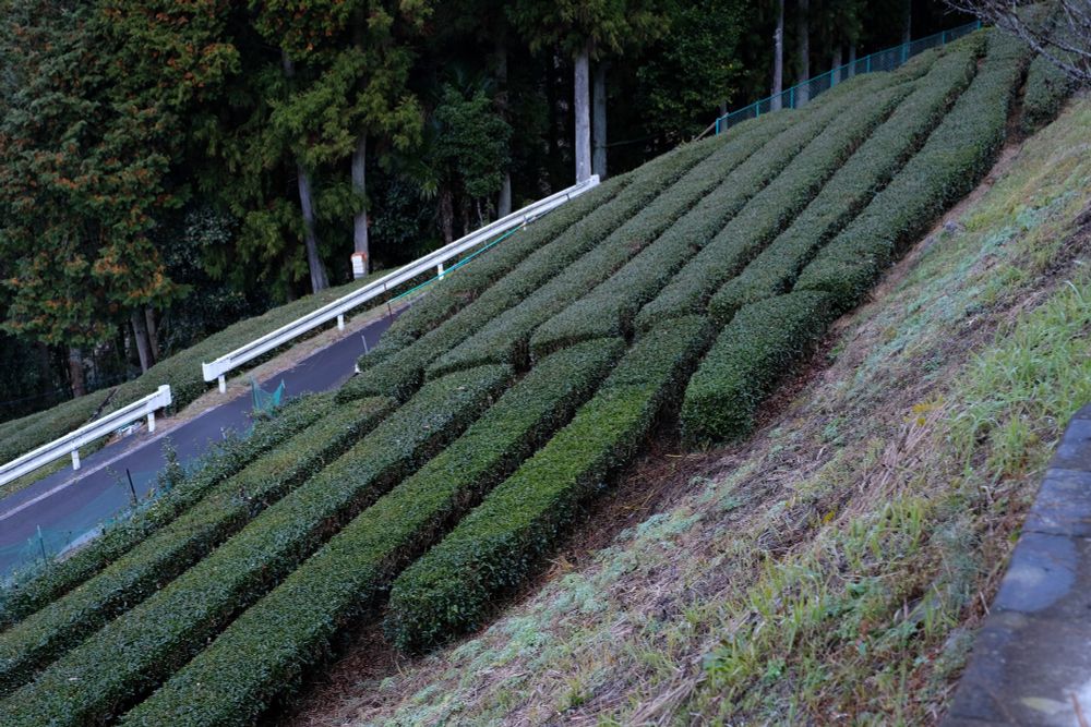 駅近くの茶畑