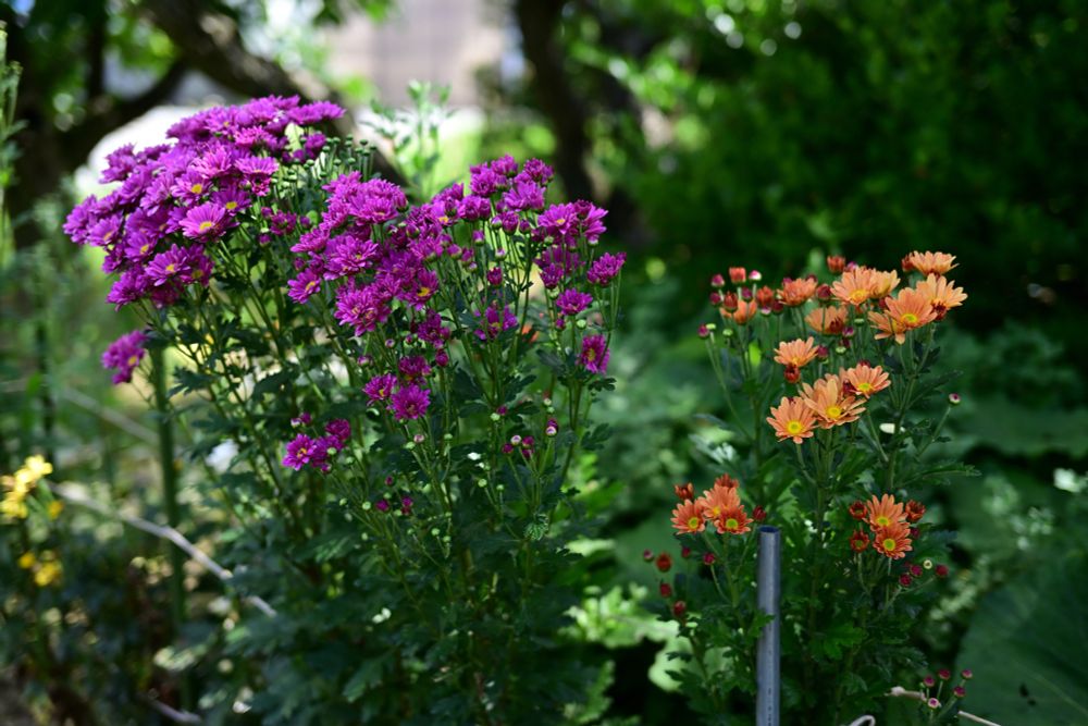 左側に紫色の花、右側に薄いオレンジ色の花が咲いている