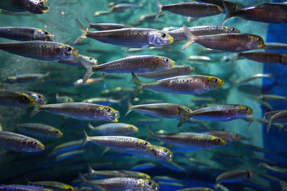 しながわ水族館にて撮影