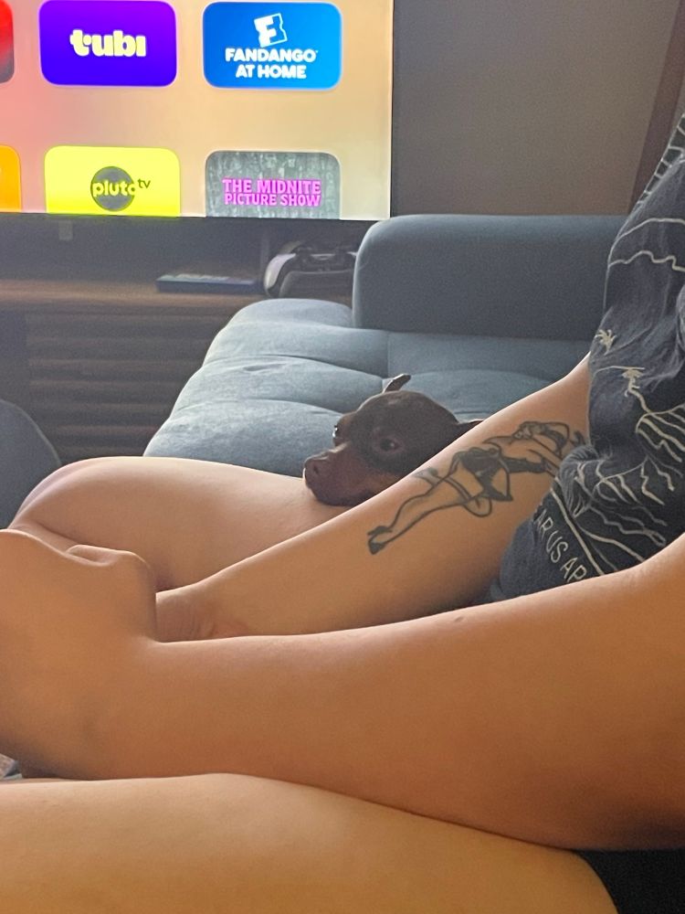 Rex is a brown chihuahua resting his little head on Harmony Colangelo’s thigh. You can also see her forearm and sick as hell Shark Maid tattoo.