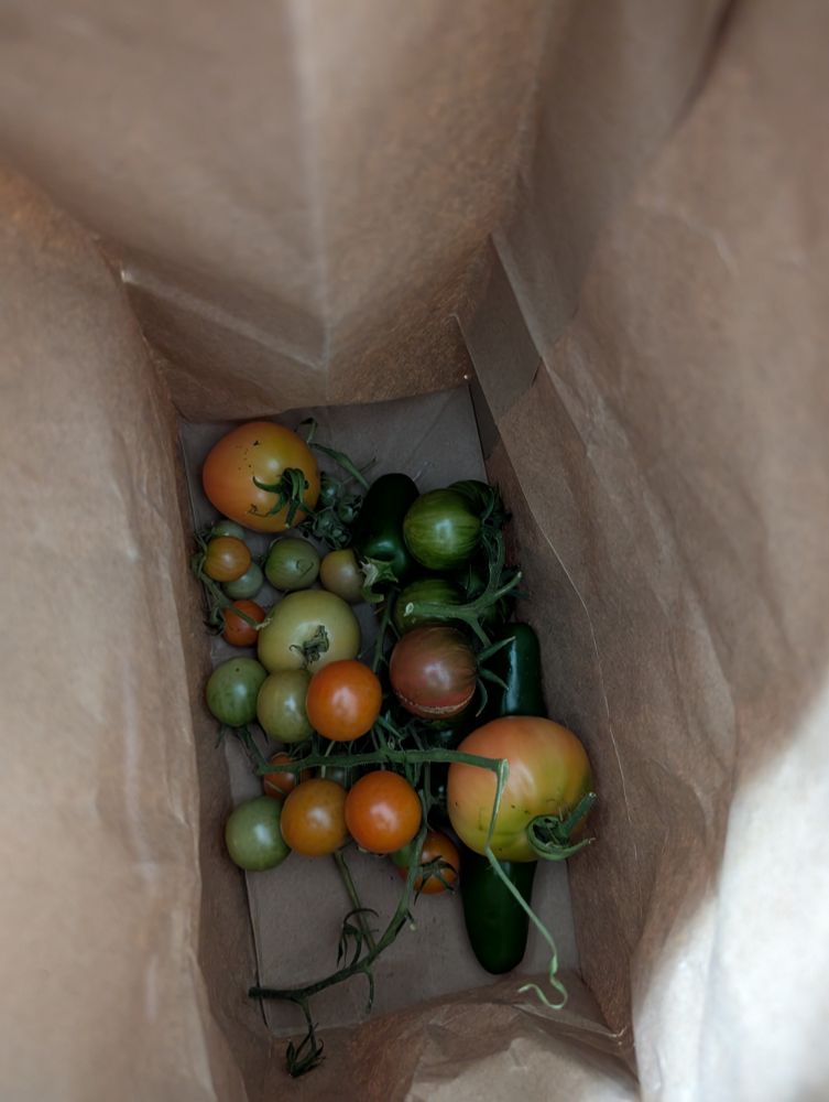 A large brown paper bag with a variety of ripening tomatoes and jalapenos at the bottom