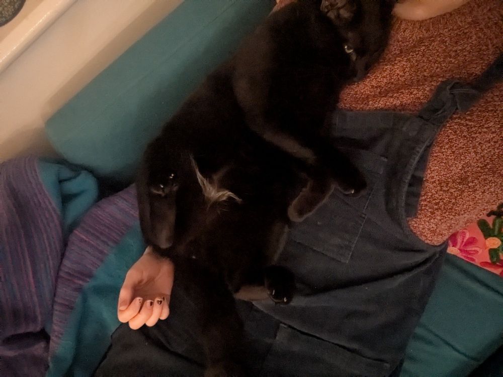 A large black cat is lying with his belly out. His back feet are curled up, neatly framing his triangular white patch of fur that is fondly referred to as his nappy. The side-eye game is strong, he's keeping an eye out for unpermitted tummy rubs (he has a strict quota for how many will be allowed) 