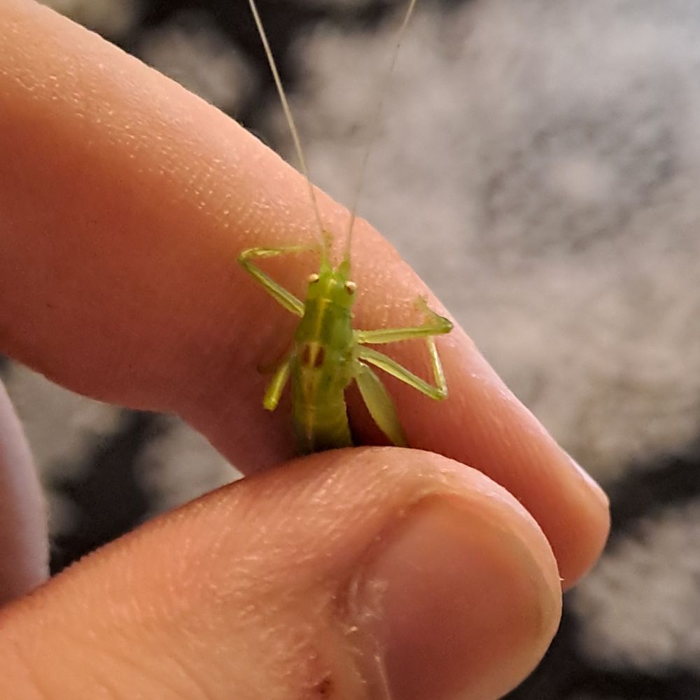 An image of a small, green grasshopper being held gently but firmly by two fingers so he does not escape. I let him out on the balcony after this oicture because he invaded my home.