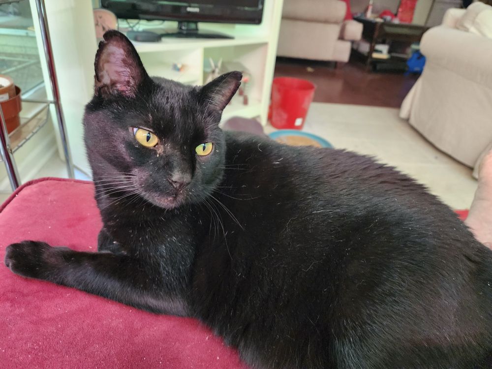 A black cat with yellow eyes sits on a red ottoman.